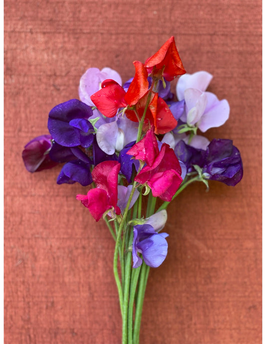 Graceful Mix Sweet Pea
