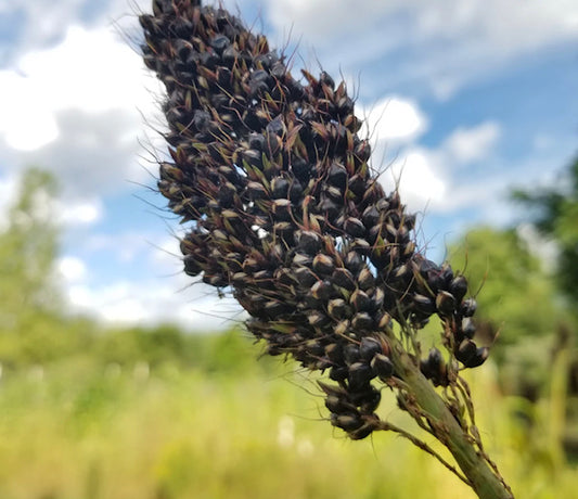 Black Milo Sorghum