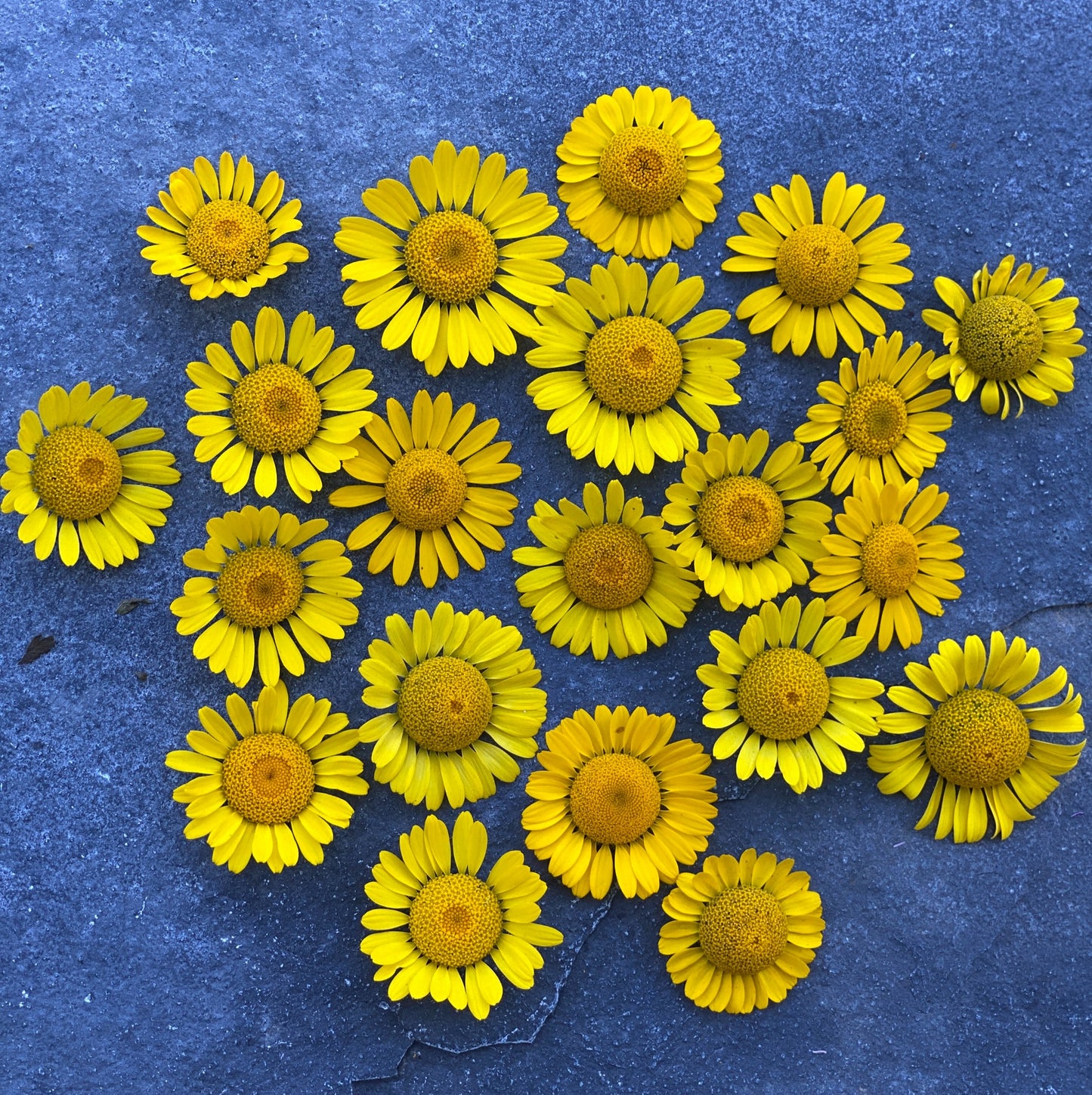 Dyer's Chamomile