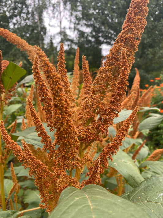 Hot Biscuits Amaranth