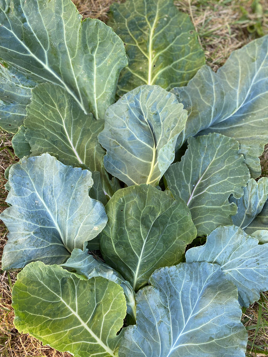 Utopian Ultracross Collards