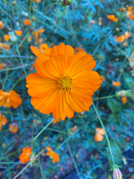 Diablo Cosmos