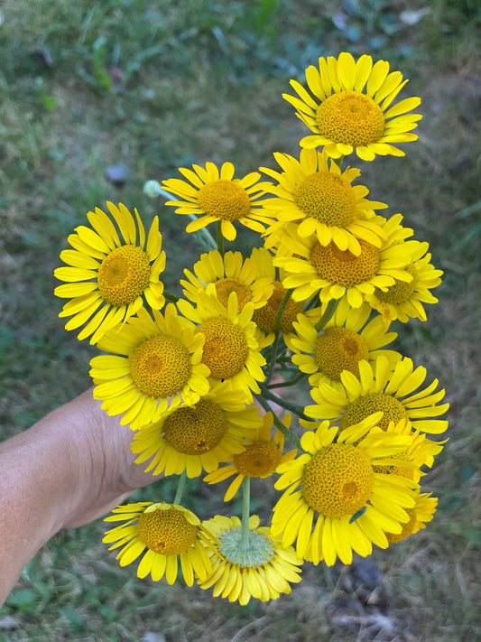 Dyer's Chamomile
