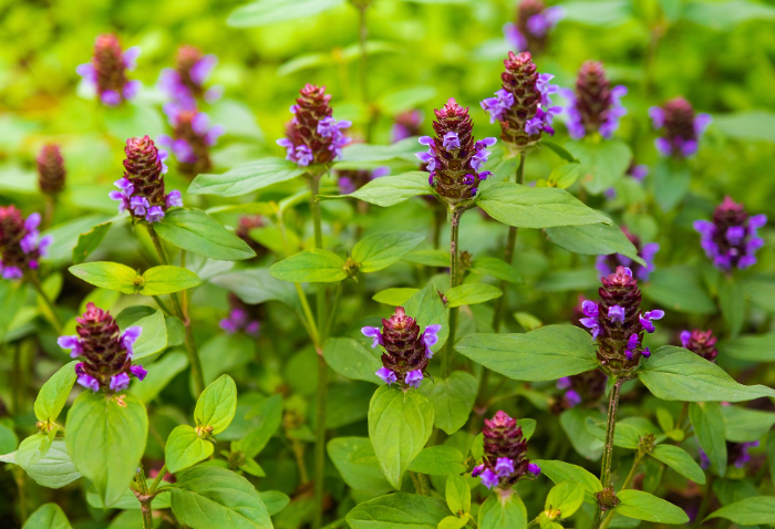 Self Heal