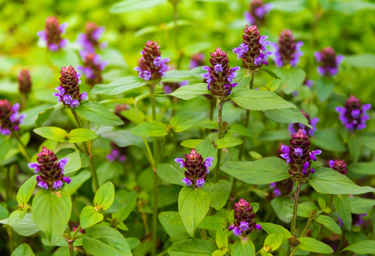Self Heal