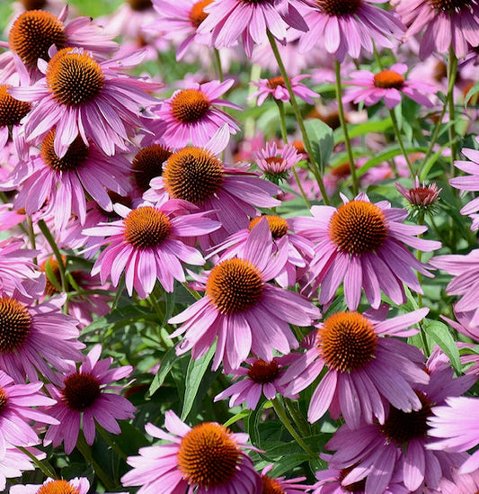 Echinacea