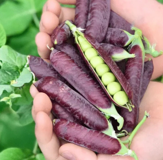 Clark's Beltony Blue Shelling Pea