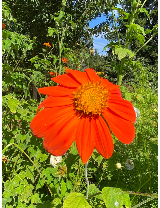 Tithonia, Torch