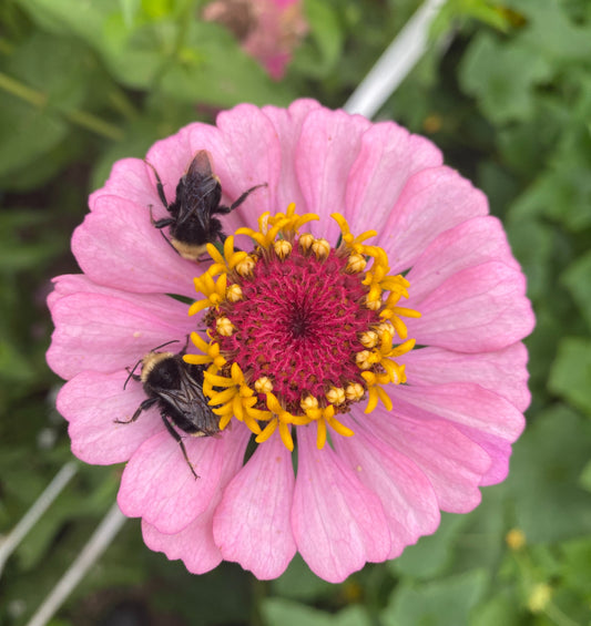 Foundations of Seed Saving with Jen Williams