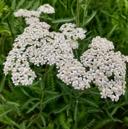 Yarrow