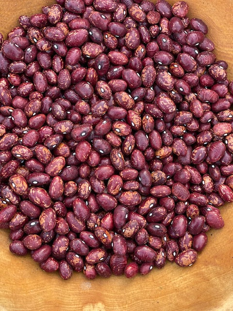 Whipple Bush Dry Bean