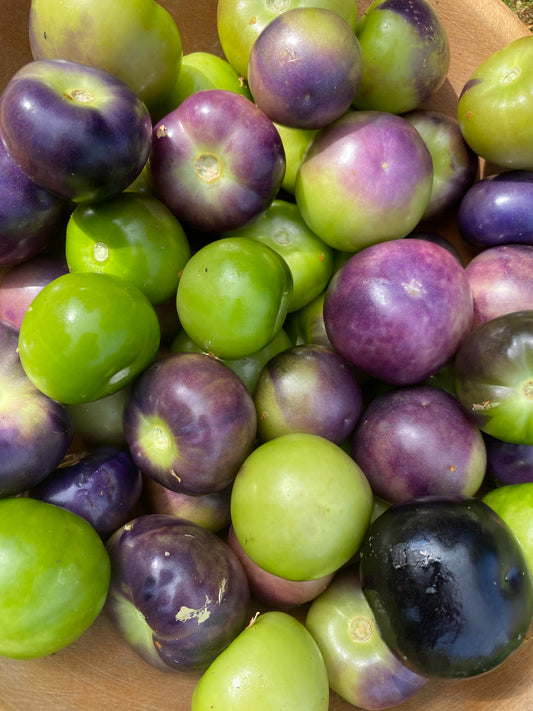Purple and Green Tomatillo