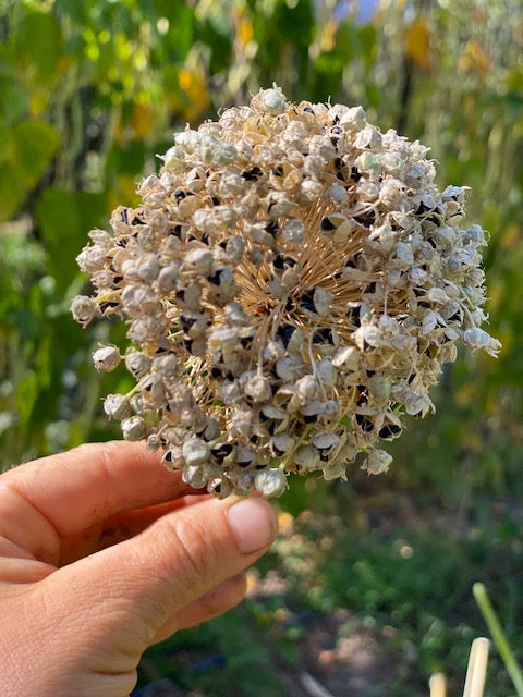 Foundations of Seed Saving with Jen Williams