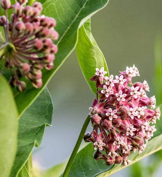 Showy Milkweed
