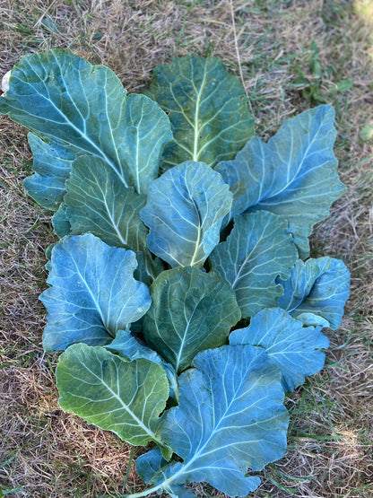 Utopian Ultracross Collards