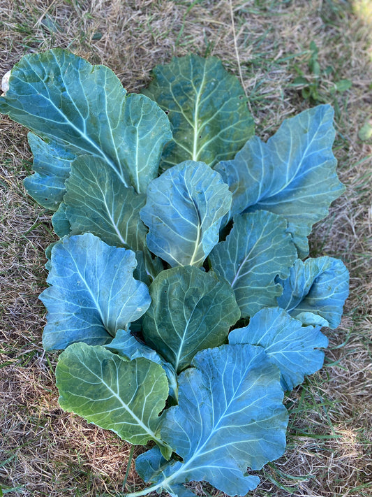 Utopian Ultracross Collards