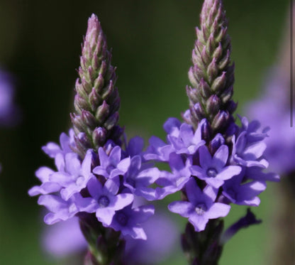 Blue Vervain