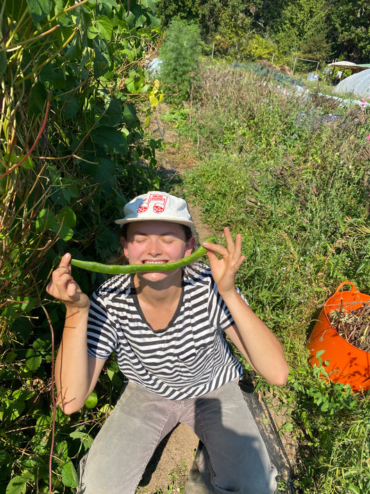 Coal Runner Bean