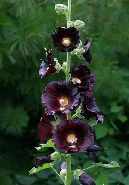 Black Hollyhock