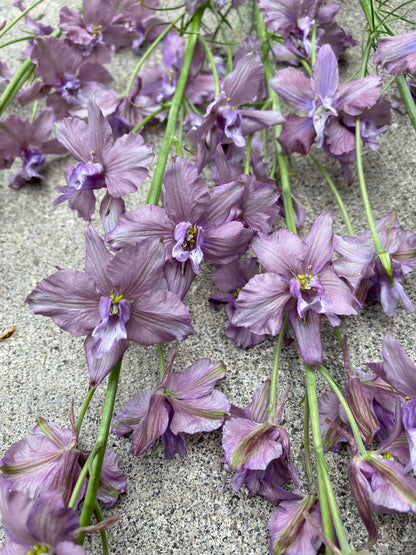 Earl Grey Larkspur