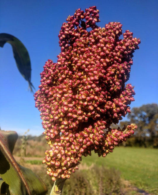 Coral Sorghum