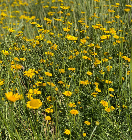 Dyer's Chamomile