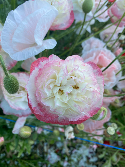 Love Cloud Shirley Poppy