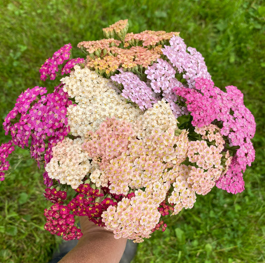 Summer Berries Yarrow