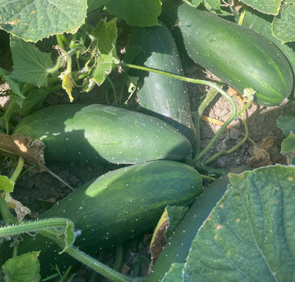 Marketmore Cucumber