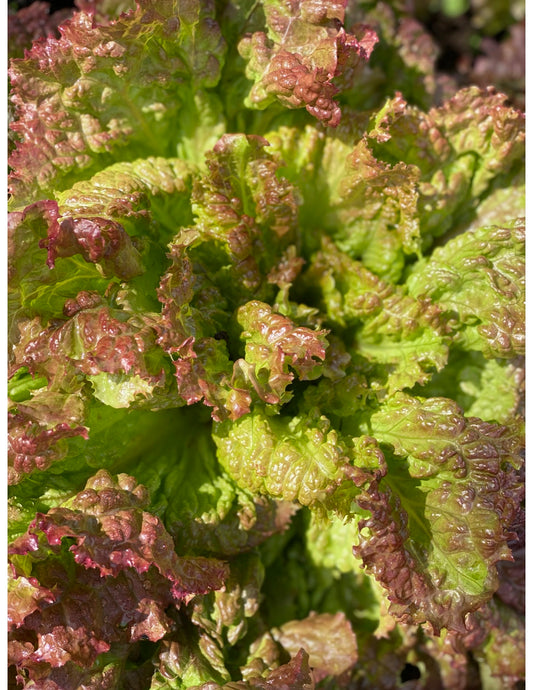 New Red Fire Leaf Lettuce