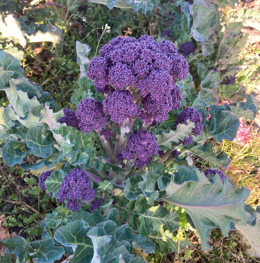 Purple Reign Sprouting Broccoli