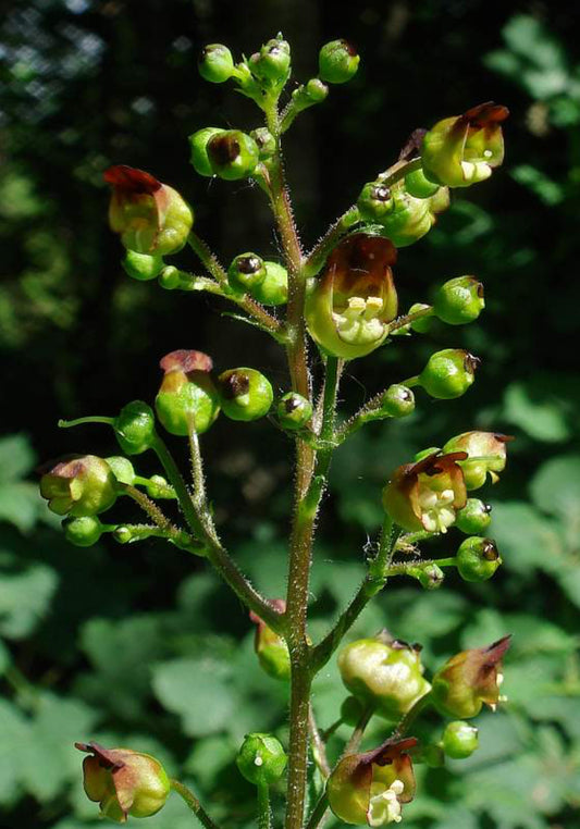 Figwort