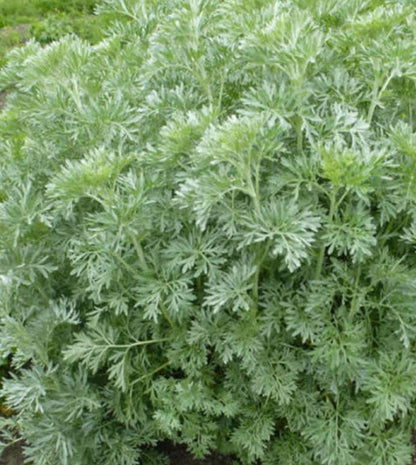 Wormwood