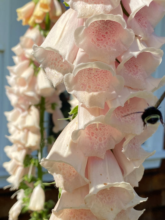 Apricot Foxglove