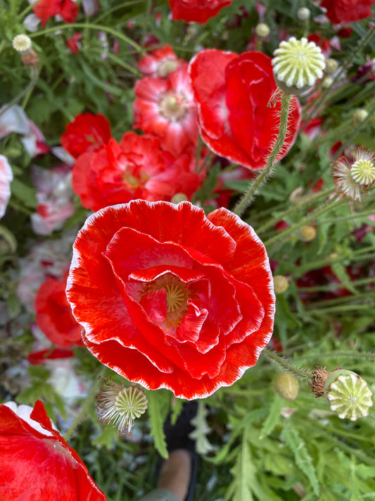 Love Cloud Shirley Poppy