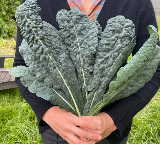 Nero di Toscana Kale