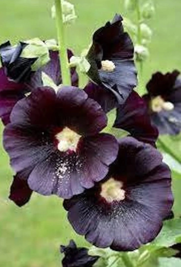 Black Hollyhock