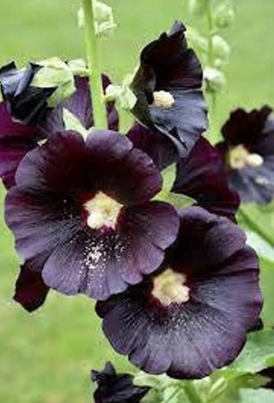 Black Hollyhock