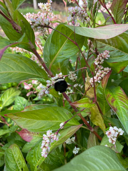 Japanese Indigo