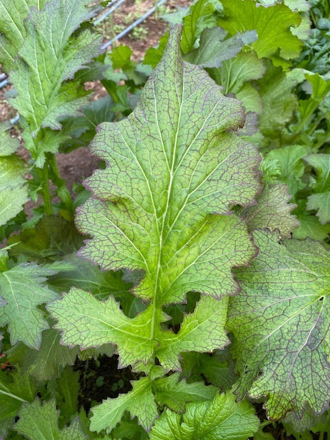 Oak Fire Mustard Greens