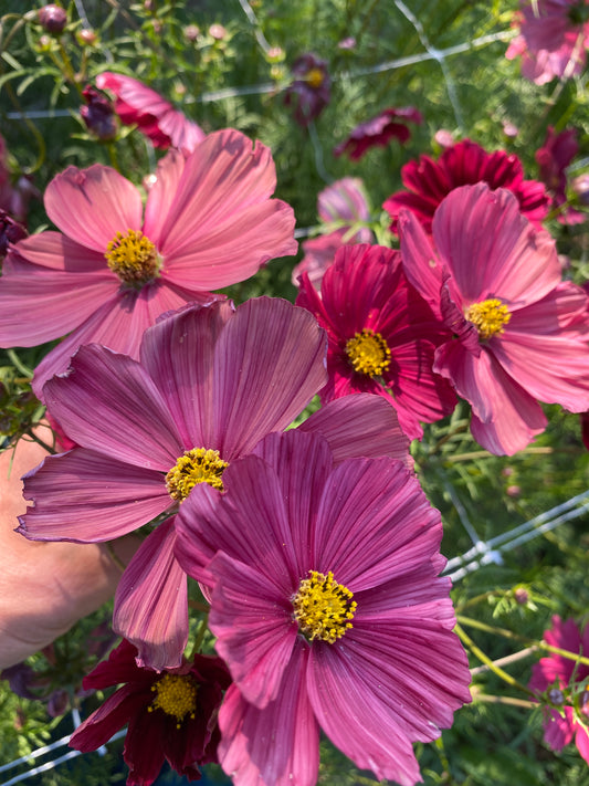 Rubenza Cosmos