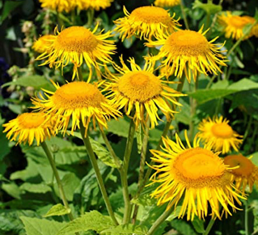 Elecampane