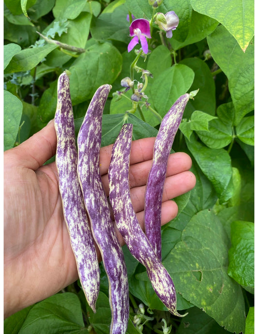 Dragon Tongue  Bush Bean