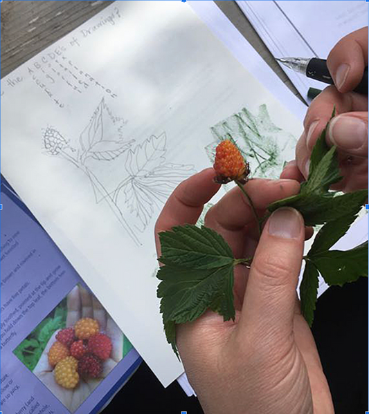 Drawing in the Garden with Annie Brule