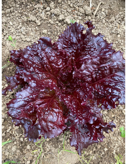 Merlot Leaf Lettuce