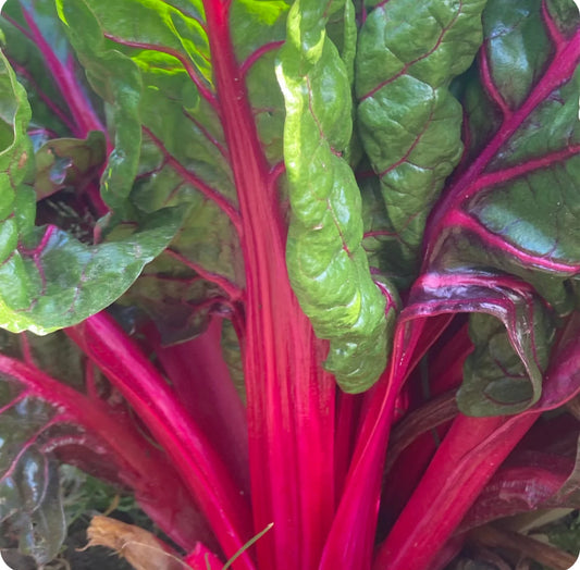 True Magenta Chard