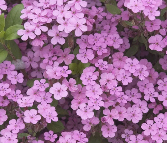 Pink Beauty Saponaria