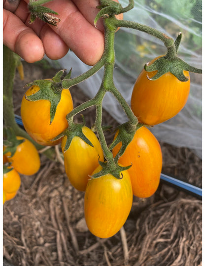 Blush Cherry Tomato