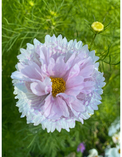 Double Click Mix Cosmos