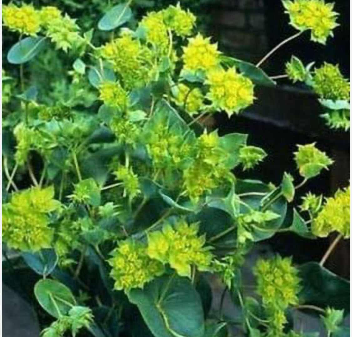 Green Gold Bupleurum